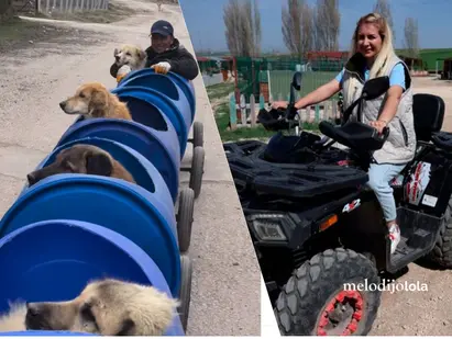 Amor sobre ruedas: Un tren especial para dar paseos a perros con discapacidad en Turquía