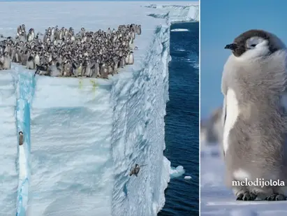 Pingüinos bebé son captados lanzándose de un acantilado por primera vez