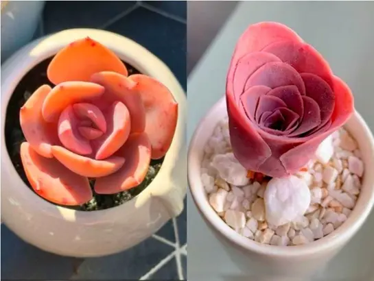 Suculentas rosas: cuidados, dónde conseguirlas y por qué tienen ese color. Foto: *Instagram @rare_succulent