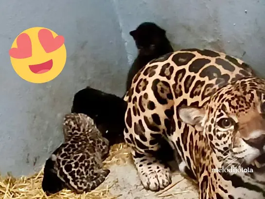 ¡Crece la familia! Nacen tres cachorros de jaguar en Chapultepec