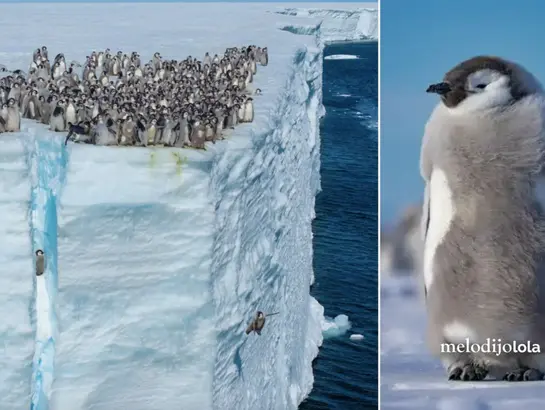 Pingüinos bebé son captados lanzándose de un acantilado por primera vez