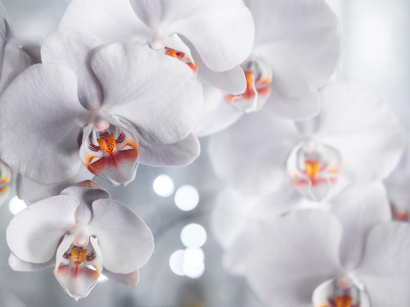 Las orquídeas son de las plantas más bonitas y deseadas, pero también son de las más difíciles de cuidar. Por esto te decimos cómo lograr que vivan por mucho más tiempo.  Foto: *Pexels