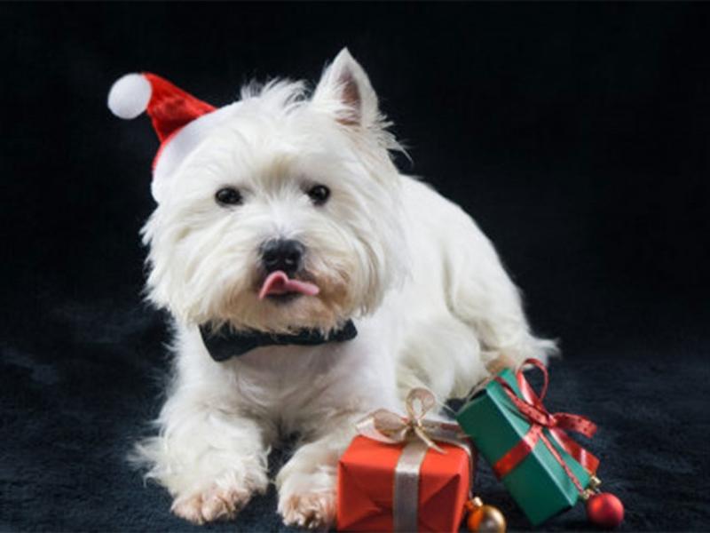 Regalos para obsequiarle a tu perro en esta Navidad