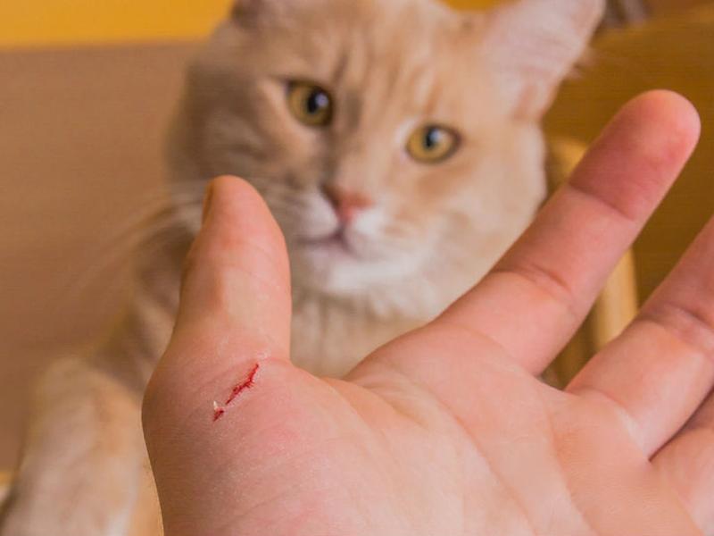 Arañazos de gato podrían causar disfunción eréctil temporal