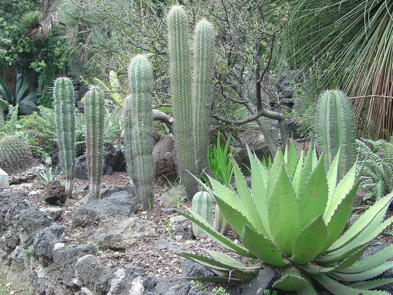 Jardín botánico UNAM