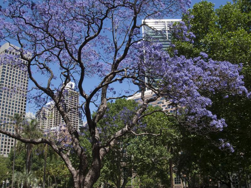 Amo el violeta de la jacaranda en flor, esos árboles que poco a poco se han convertido en símbolo de la Ciudad de México en Primavera. Foto: *iStock