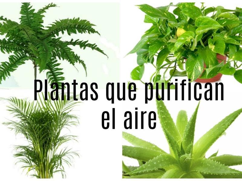10 plantas que purifican el ambiente interior  Foto: *Youtube