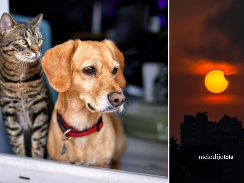 Así debes cuidar a tus mascotas durante el eclipse solar, según expertos