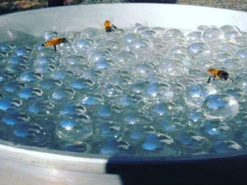 Bebedero para abejas/ Foto: @la.bodega.308 - Instagram 