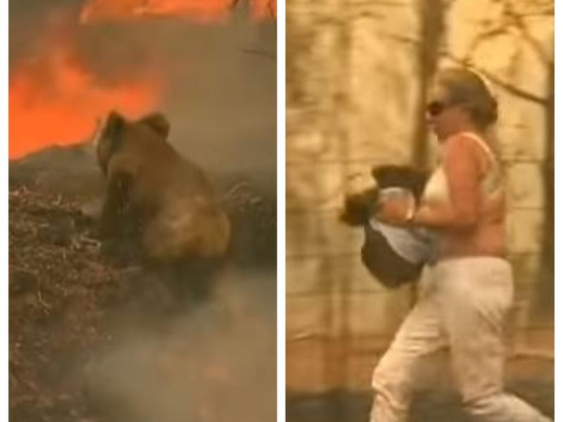 Mujer salva a koala de un incendio con la camiseta que llevaba puesta Foto: *Youtube / @KETKnbc
