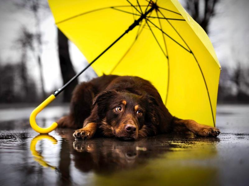 perro bajo la lluvia.  Cómo secar a tu mascota si se mojó por la lluvia. Foto: iStock.