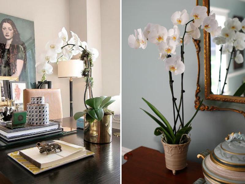 Decoración con orquídeas