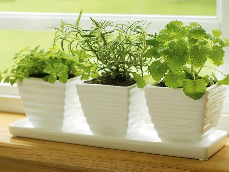 Aprende a saber donde y como colocar plantas en tu casa.
