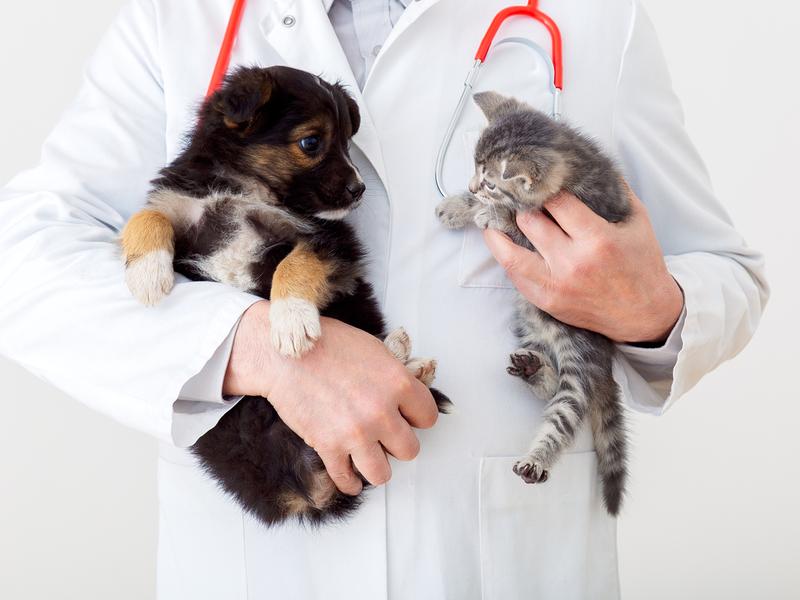 Perro y gato con veterinario