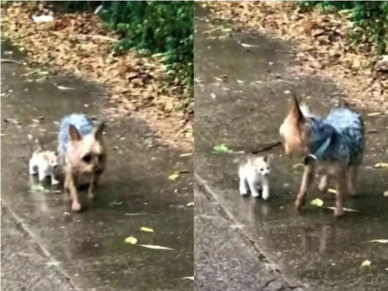 Un perrito lleva a su casa a gatito bebé para que lo adopten Foto: Youtube @Happily