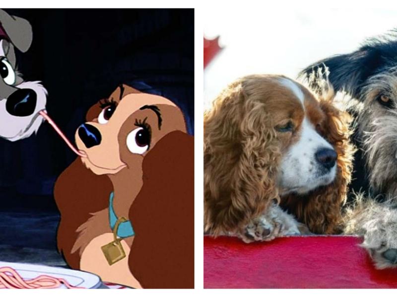 Nuevo Live Action de Disney “La Dama y el Vagabundo” será protagonizado por perros rescatados / Foto: IMDB - Disney