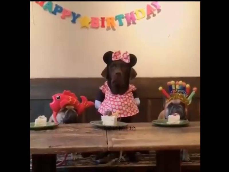 De perros y pasteles: ¡celebró su cumpleaños y su reacción es muy divertida!