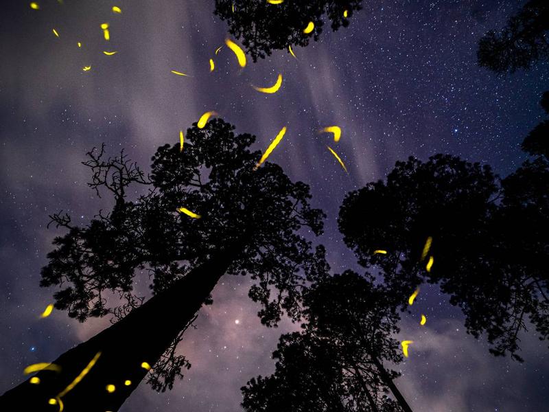 Luciérnagas brillando en bosque de Tlaxcala 