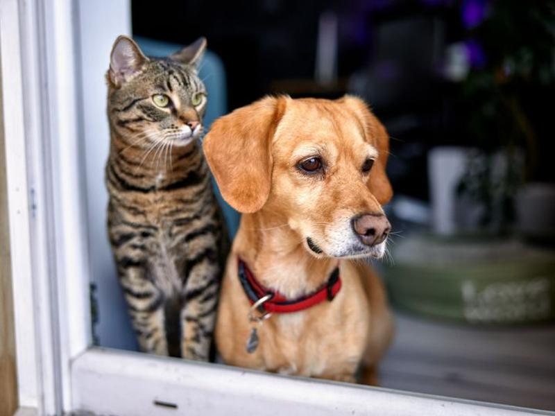 perro y gato viendo hacia la ventana 