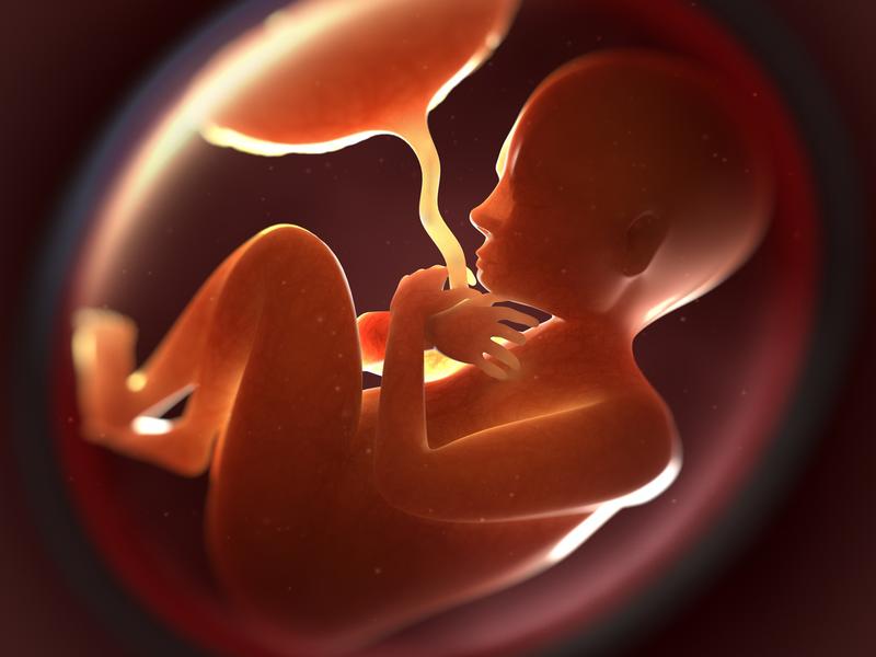 ¿Qué es la placenta y cuál es su función?