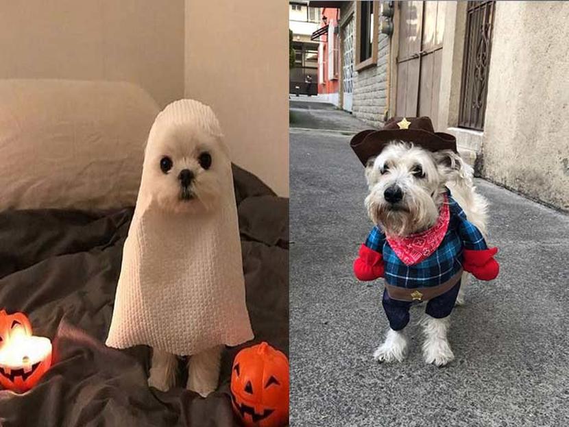 ¿Tú sueles disfrazar a tus mascotas?