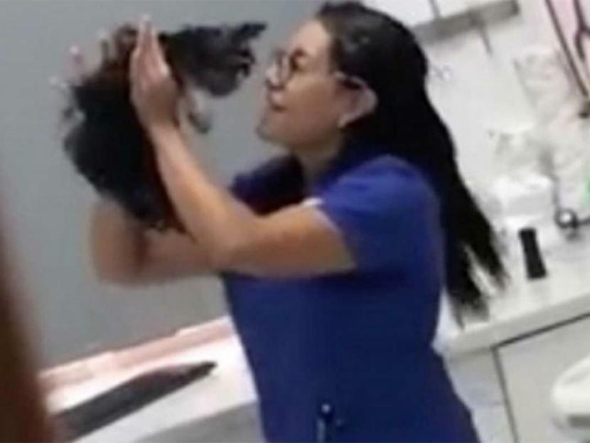 Cómo tratan algunos veterinarios a tu mascota cuando no los ves 