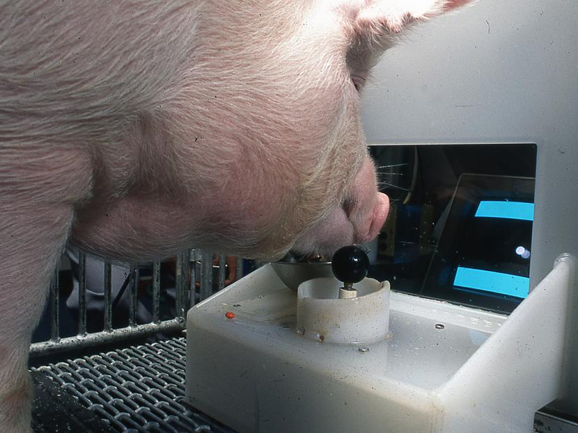 ¡Los cerdos pueden jugar videojuegos! Foto: *Pennsylvania State University/ Eston Martz 