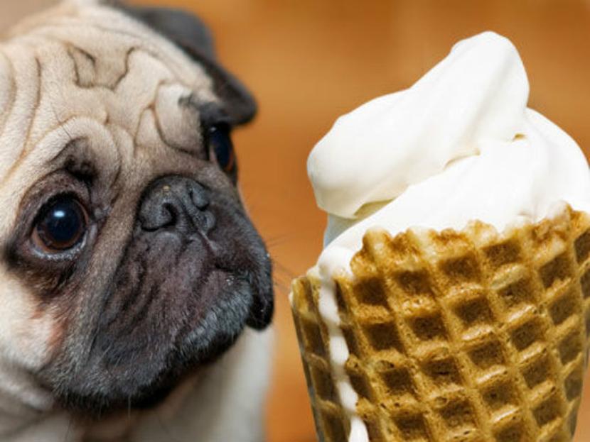 Quítale el calor a tu mascota con este helado para perros