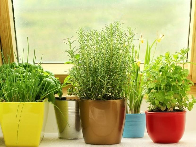 6 plantas que te ayudarán a desinfectar tu casa/ Foto: iStock