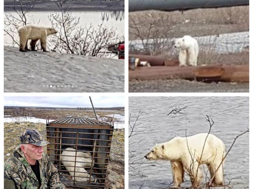 El oso polar que buscaba comida en la basura y el cambio climático que urge combatir