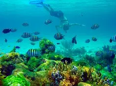 arrecifes en bahamas