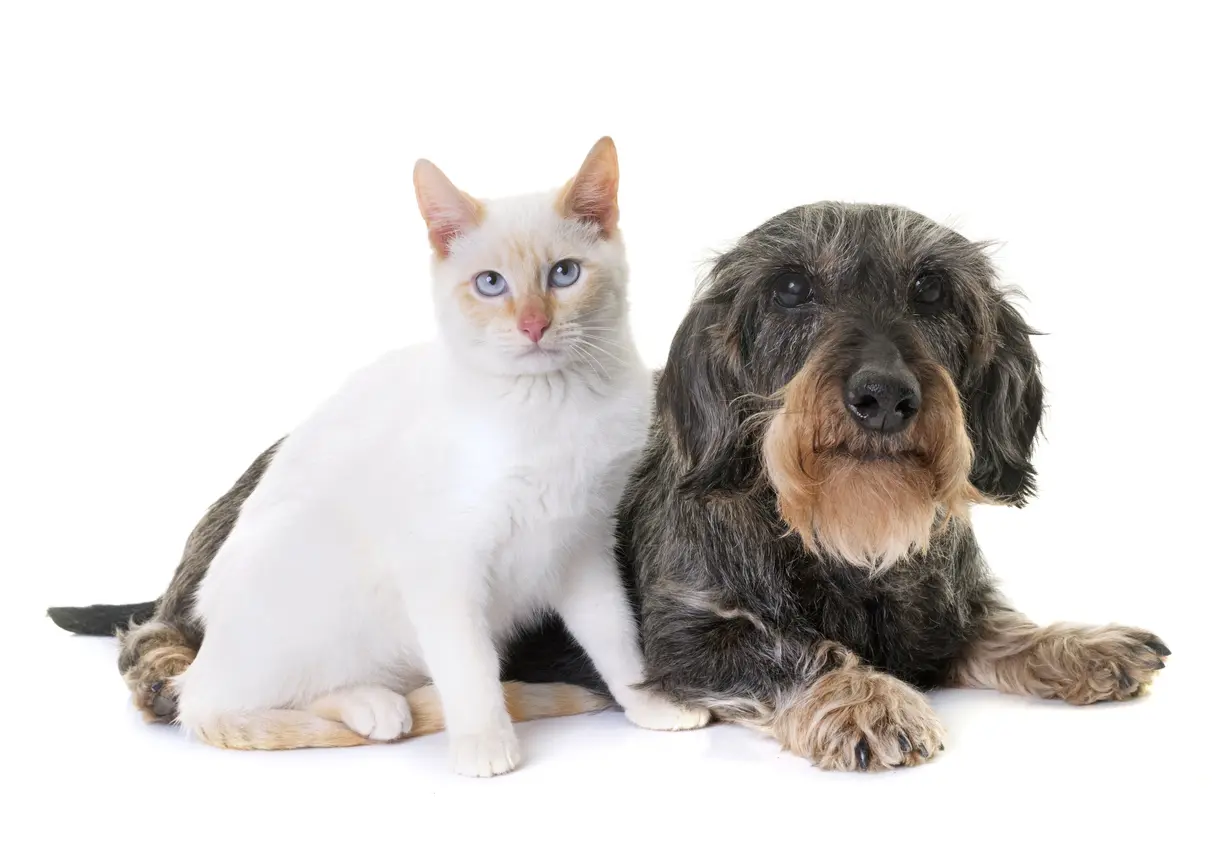 Cómo cuidar a un perro o gato de edad