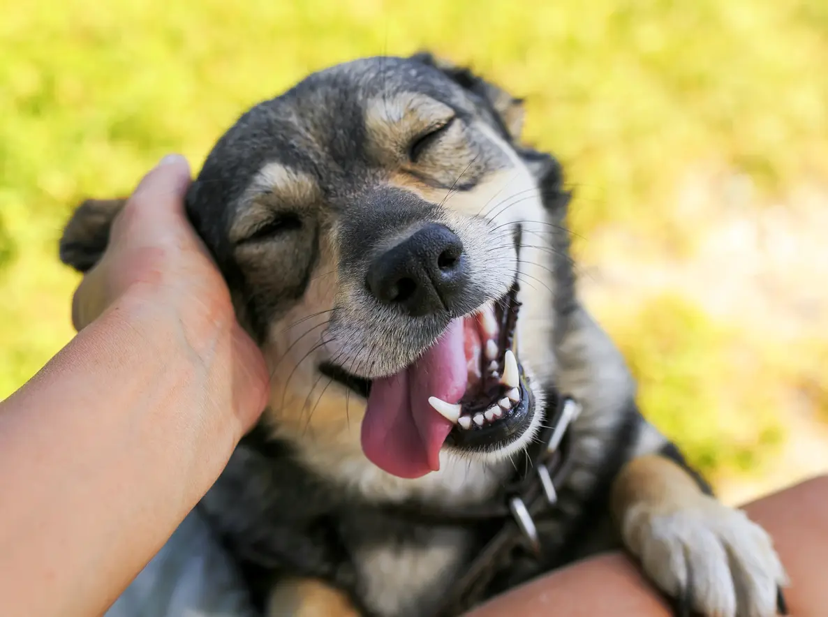 Cómo saber si tu perro es feliz