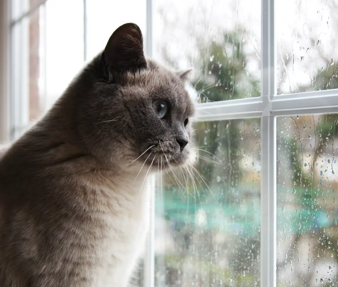 gato en su casa por la lluvia