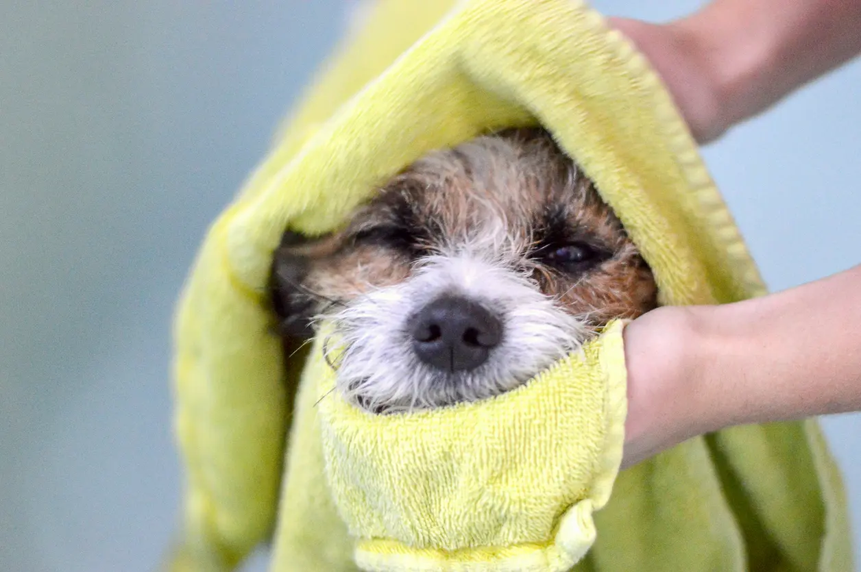 perro secandose con una toalla