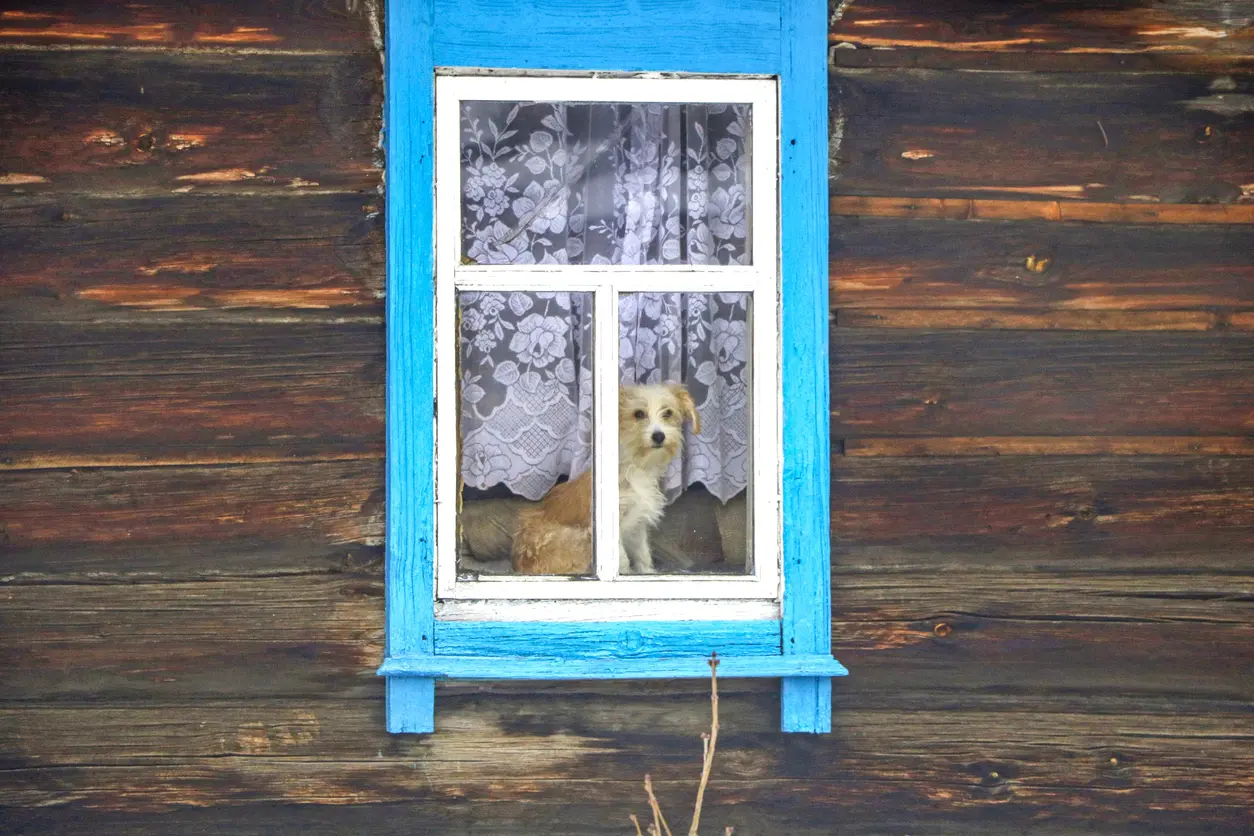 perrito solo en su casa en la ventana