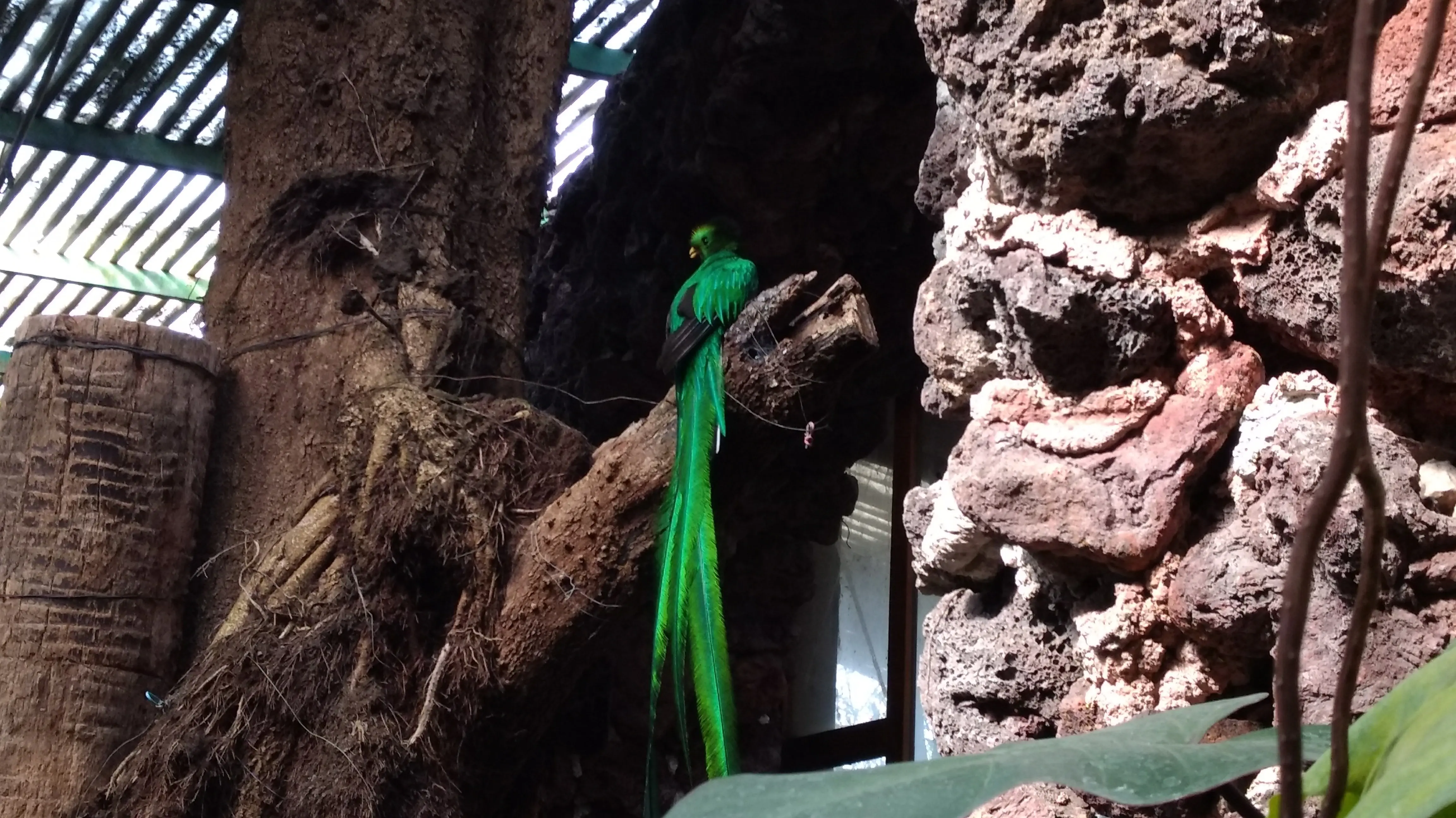 Quetzal en El Nido