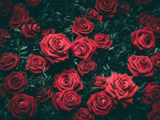 Rosas rojas siguen siendo las reinas para el 14 de febrero | Me lo dijo Lola