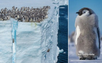 Pingüinos bebé son captados lanzándose de un acantilado...